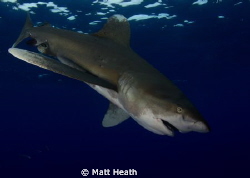Looking up to a Oceanic Whitetip by Matt Heath 